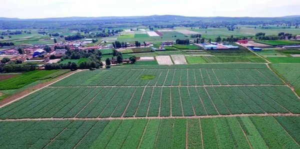 甘肃定西市安定区：稳增量求质量 实现马铃薯产业高质量发展