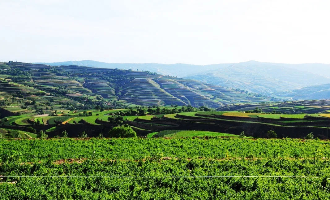 希望在田野上——甘肃陇西县全力推进中药材绿色标准化种植掠影