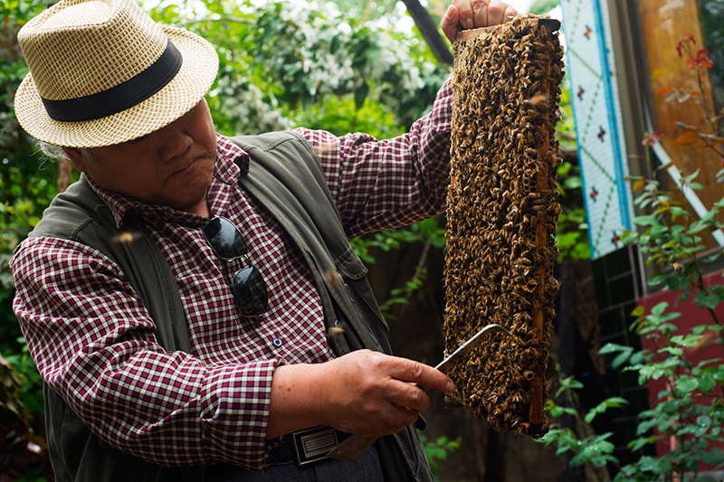 致敬崮乡养蜂人王均镇老师