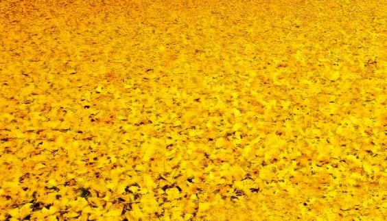 湖北省鹤峰县白鹤井社区的好书记