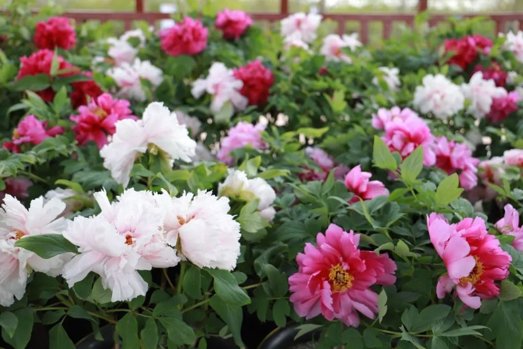 青岛西海岸新区大村镇：文旅赋能开辟乡村振兴新路子