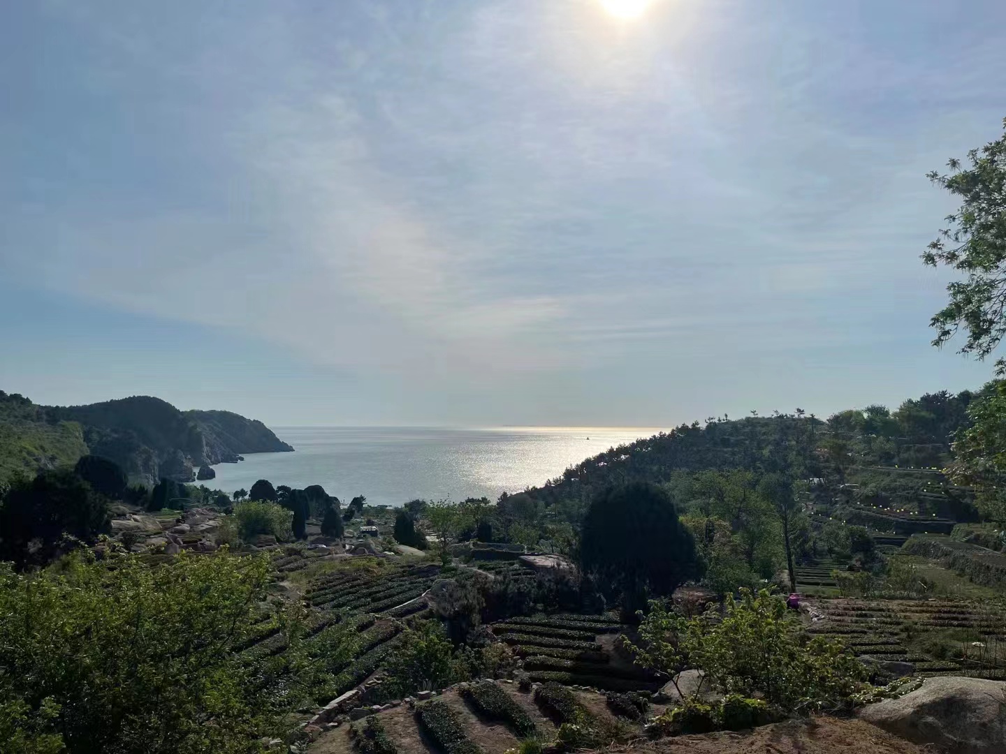 青岛泰安商会书记常诚一行莅临百亩崂山茶专卖店调研