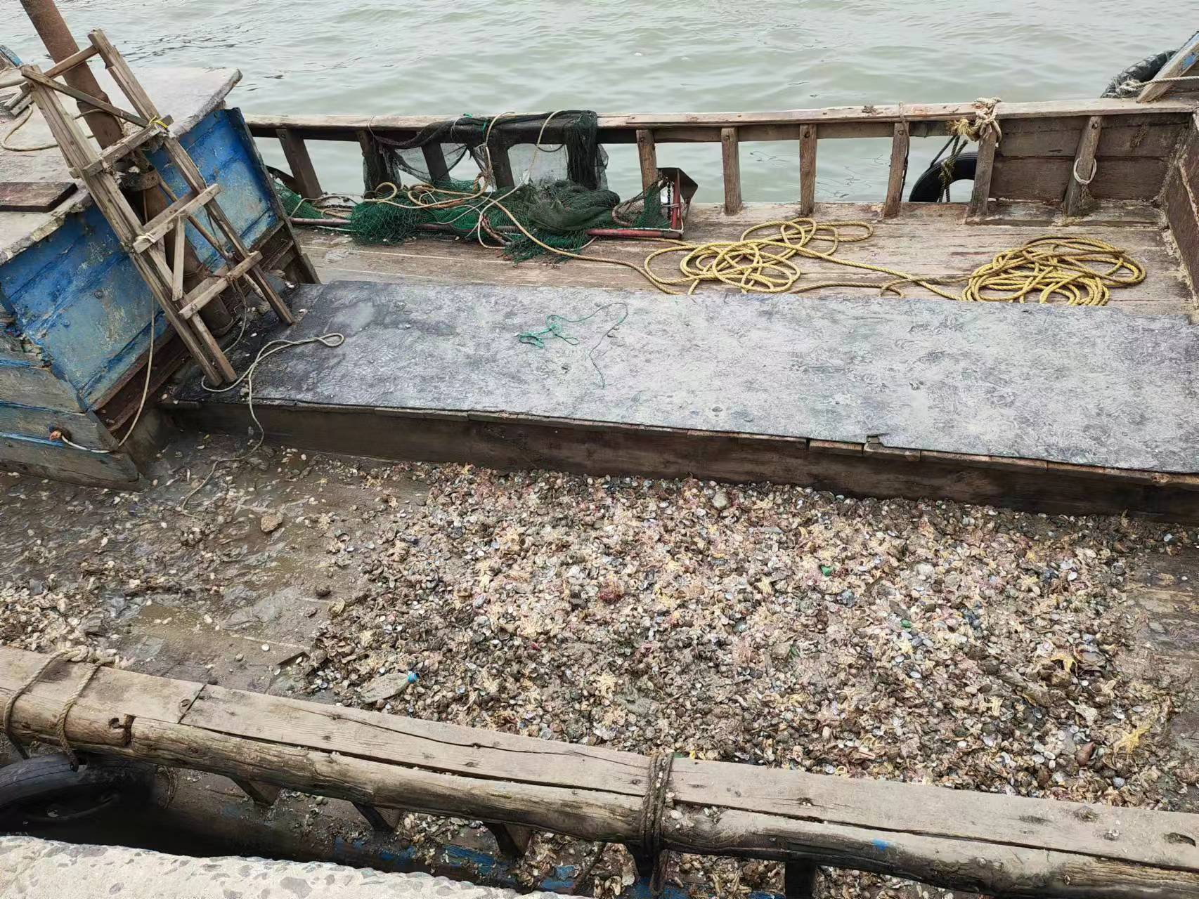 青岛开展净湾行动 专项整治胶州湾白泥蚂、海星