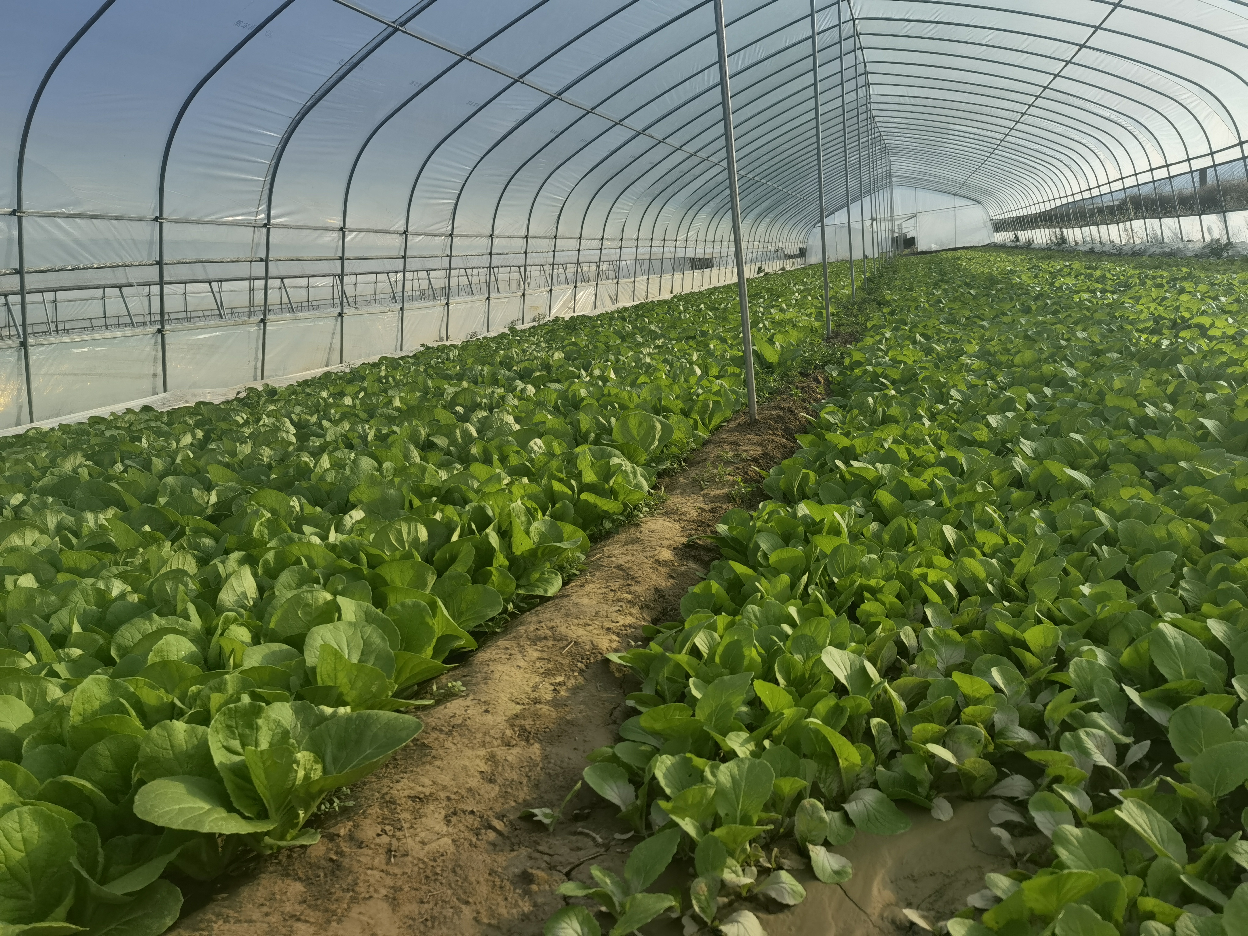 扩规模增效益 兰州市全力推动高原夏菜全产业链蓬勃发展