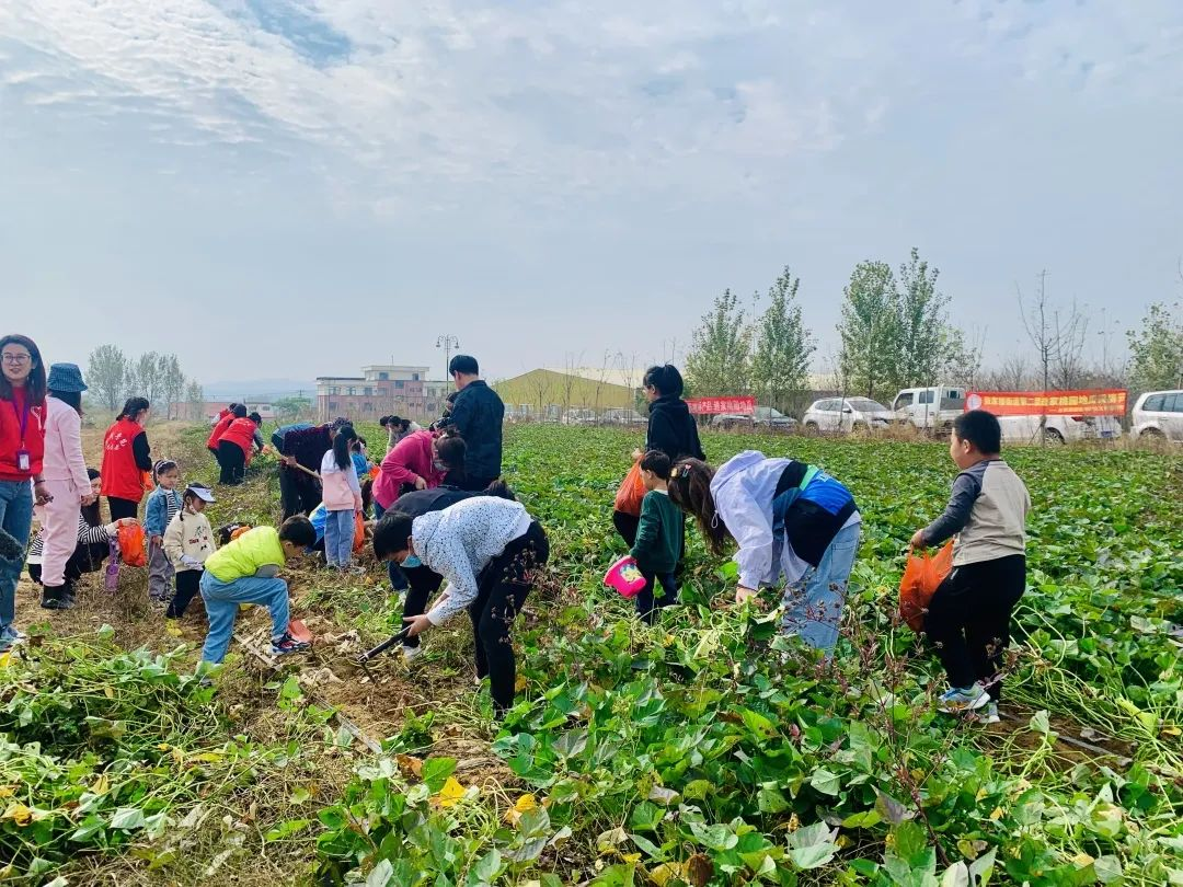 青岛市黄岛区张家楼街道：地瓜釆收欢乐多，游客悦动迎丰年