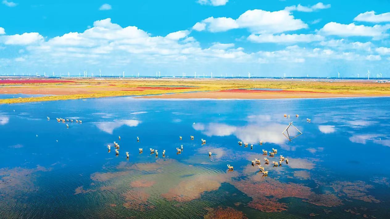 江苏盐城：沿海绿城“湿”情画意