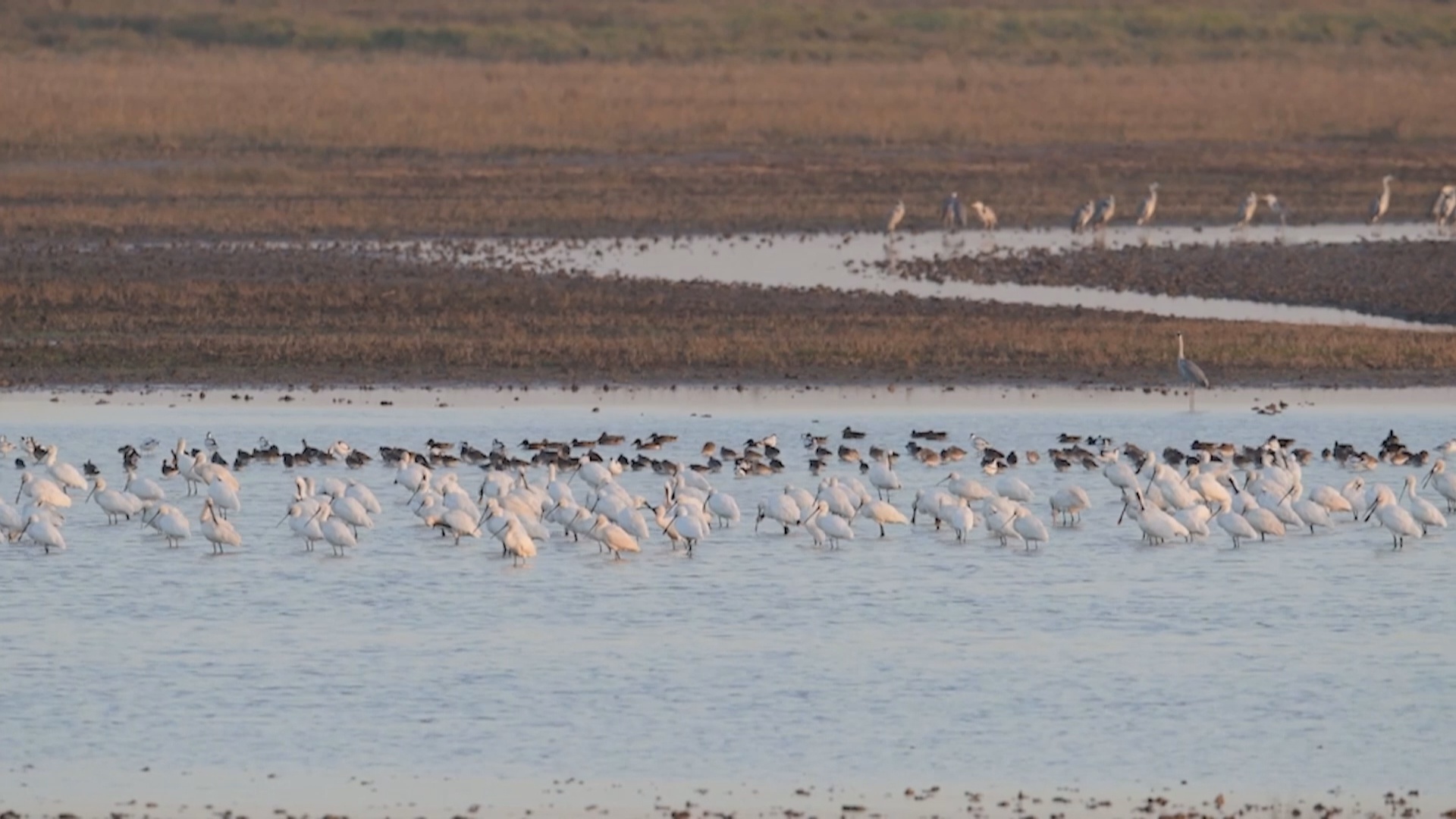 江苏东台：修复近2万亩海岸湿地给鸟还巢