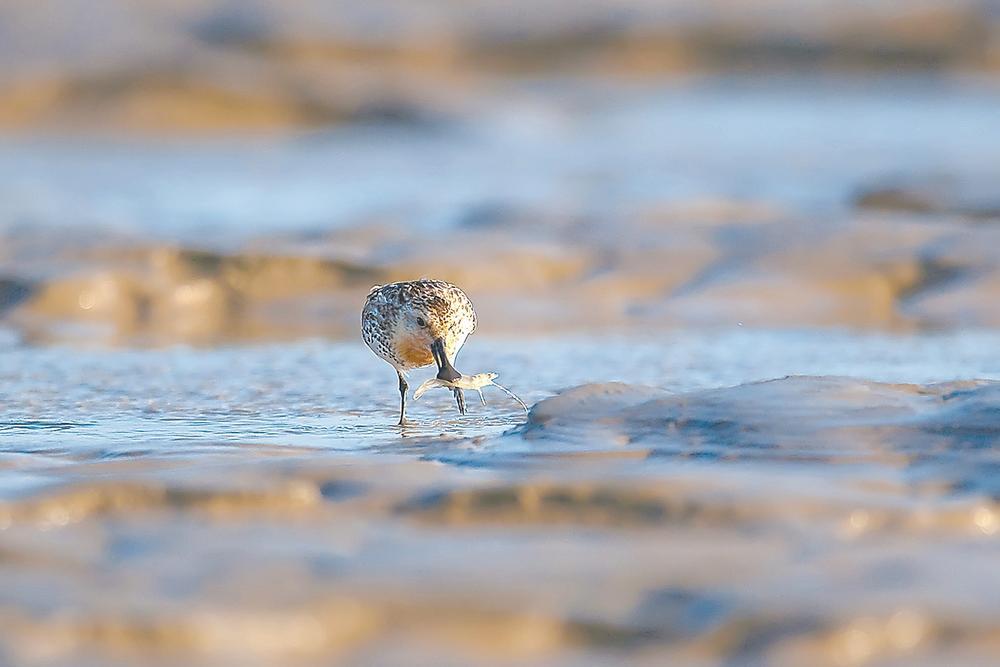 江苏盐城：守护生态“家底” 保护生态家园