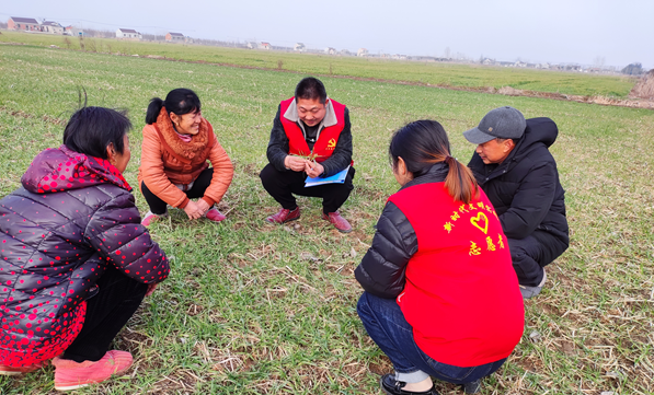江苏东台市南沈灶镇：田间课堂送服务 党员冬训“地气”足