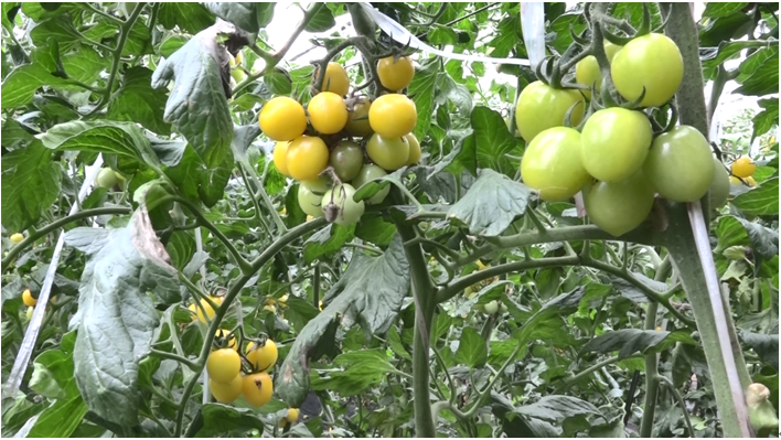 江苏盐城射阳县：不负春光 种养结合新技术助力乡村振兴