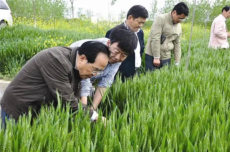 江苏射阳县：阳春三月早行动 富民增收忙催种