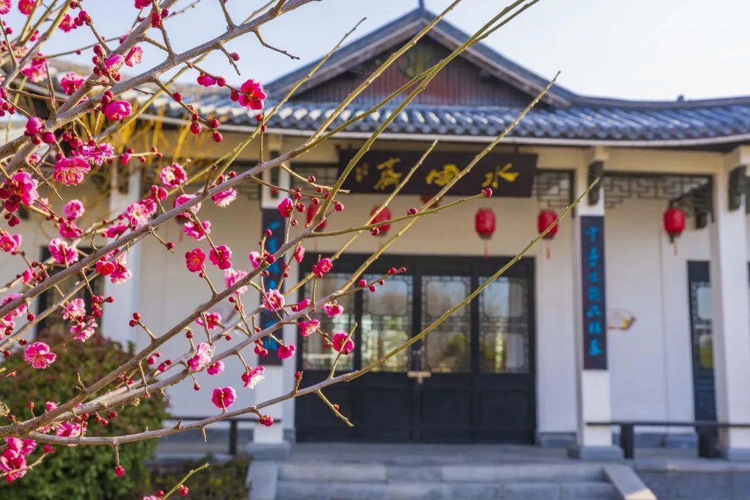 江苏盐城建湖县：梅破知春近，圈“粉”一座城