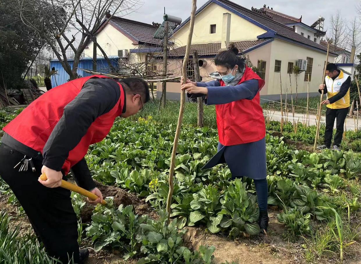盐城大丰大桥镇机关干部开展义务植树活动