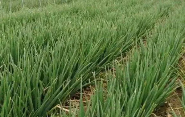 盐城大丰区西团葡萄、大桥大葱建成省级农作物病虫害绿色防控A级示范区