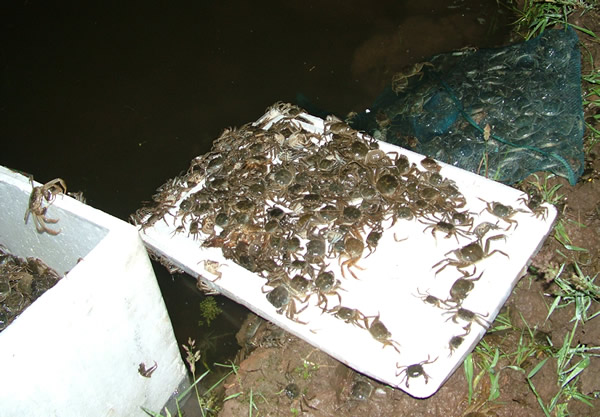 江苏盐城射阳县：“小蟹苗”做好“大文章”