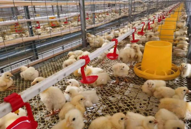 江苏盐城滨海县正红镇尹桥村：“鸡”发乡村振兴新活力