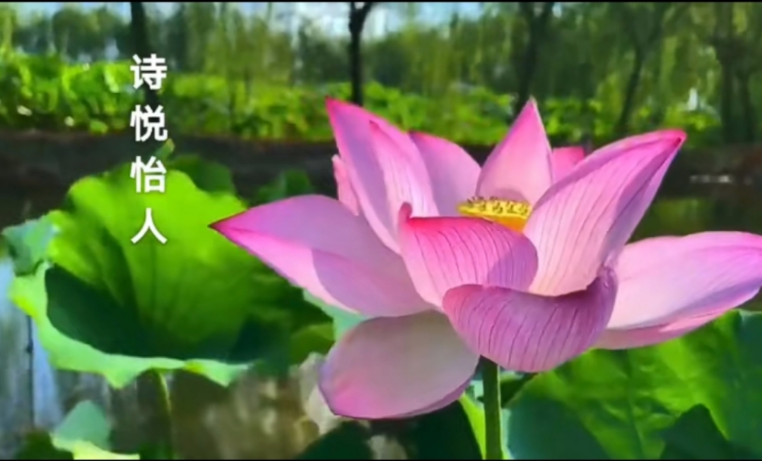 今日立夏，诗一首《夏雨荷》