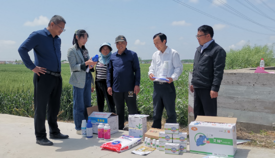 赤霉病防控有力，取得初步成效|盐城市大丰区“防病保粮”攻坚战干得漂亮