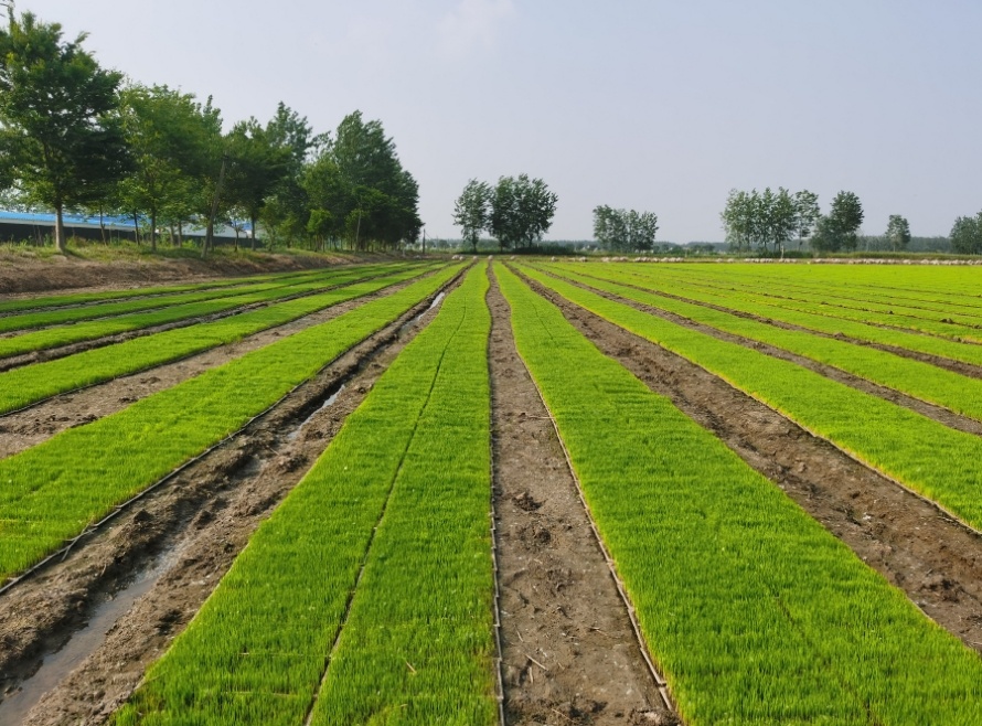 江苏盐城阜宁：控减直播稻 保障丰产丰收
