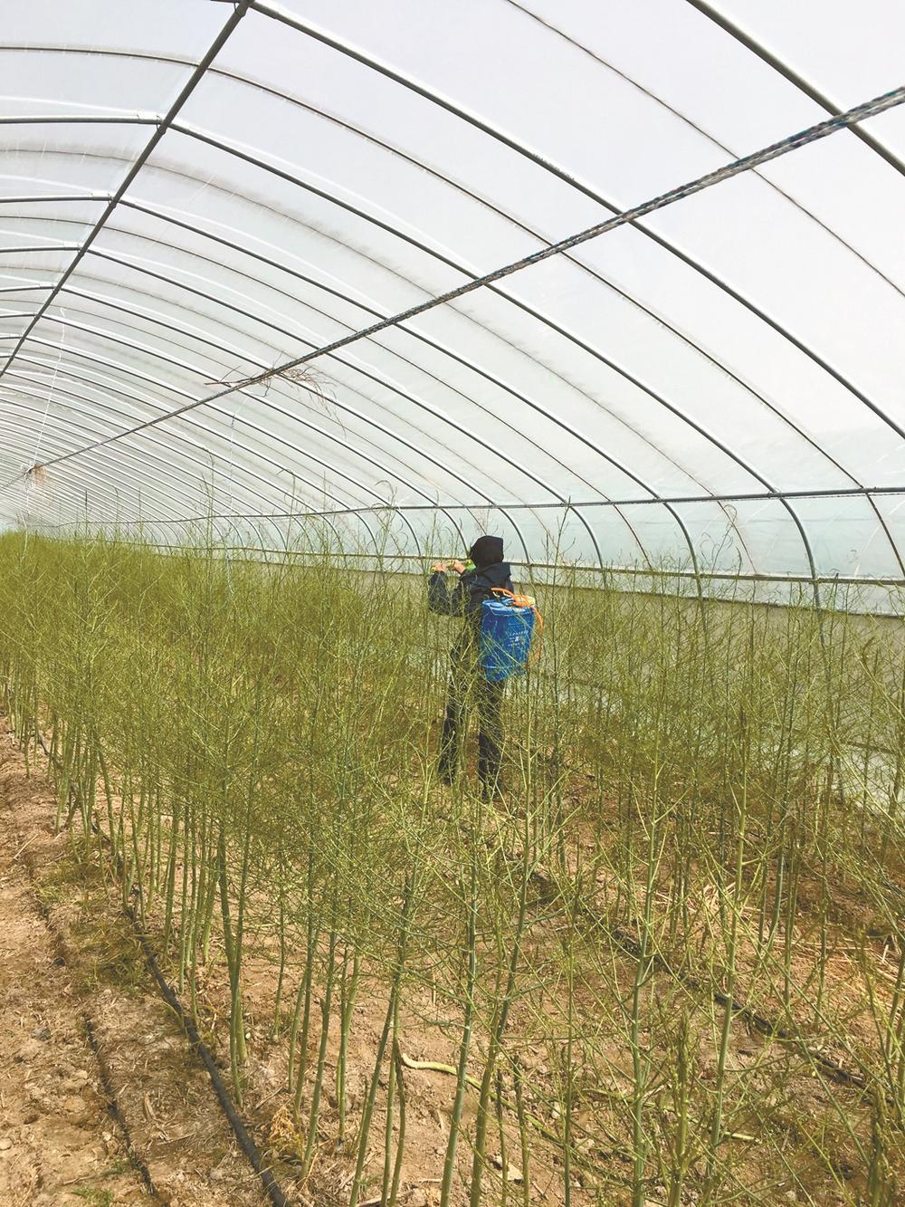 江苏银宝集团：小芦笋拓宽增收致富路