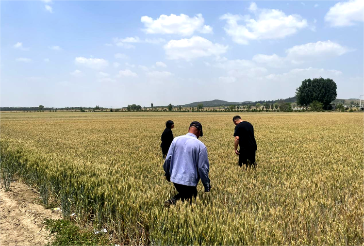 山东省兰陵县矿坑镇：多措并举稳增产，打响夏收保卫战