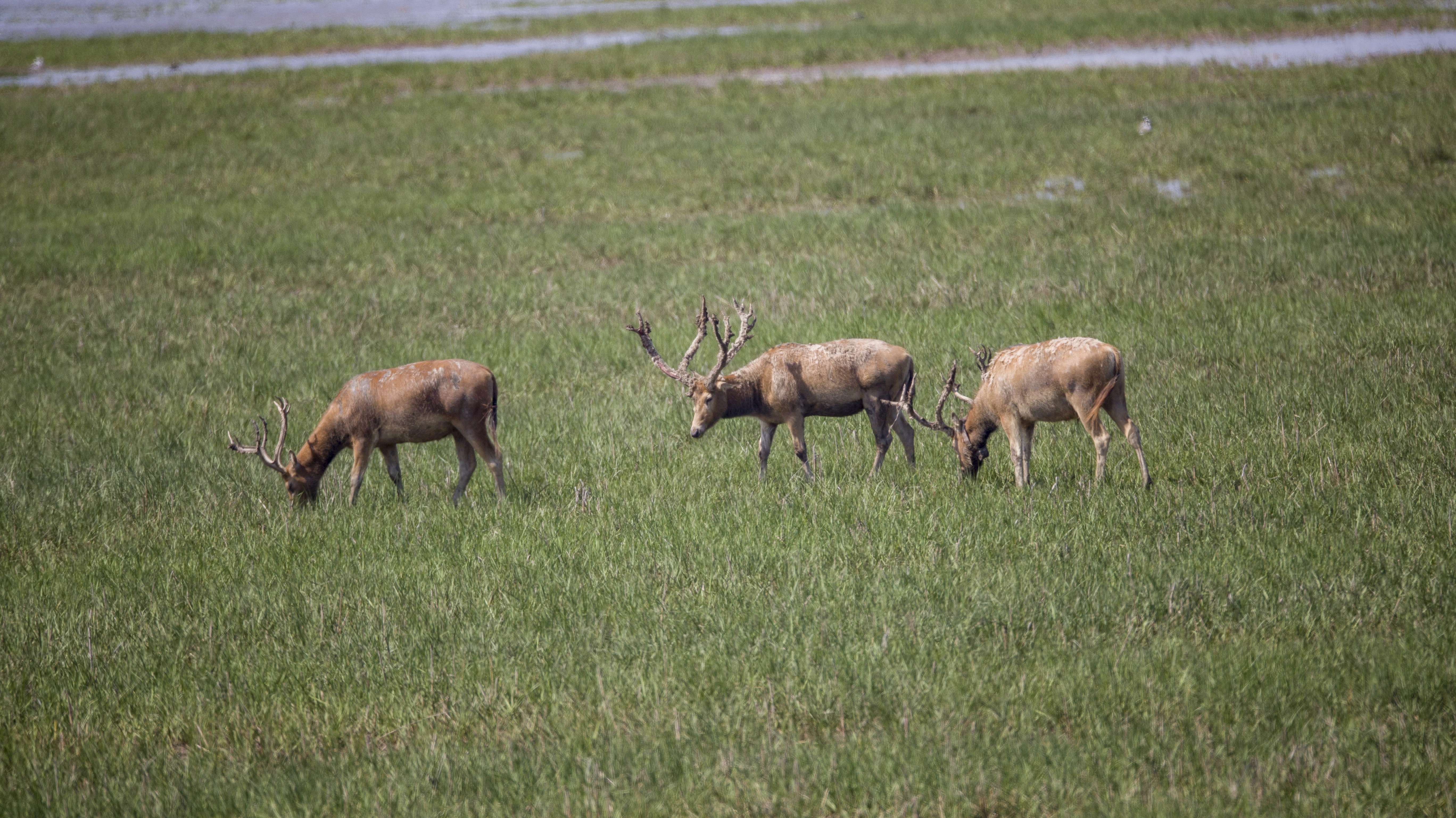 江苏盐城东台：夏日湿地生态美 成群麋鹿撒欢跑