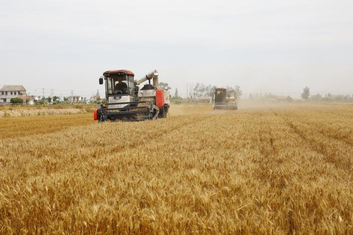 江苏盐城滨海县：“三夏”时节农事忙