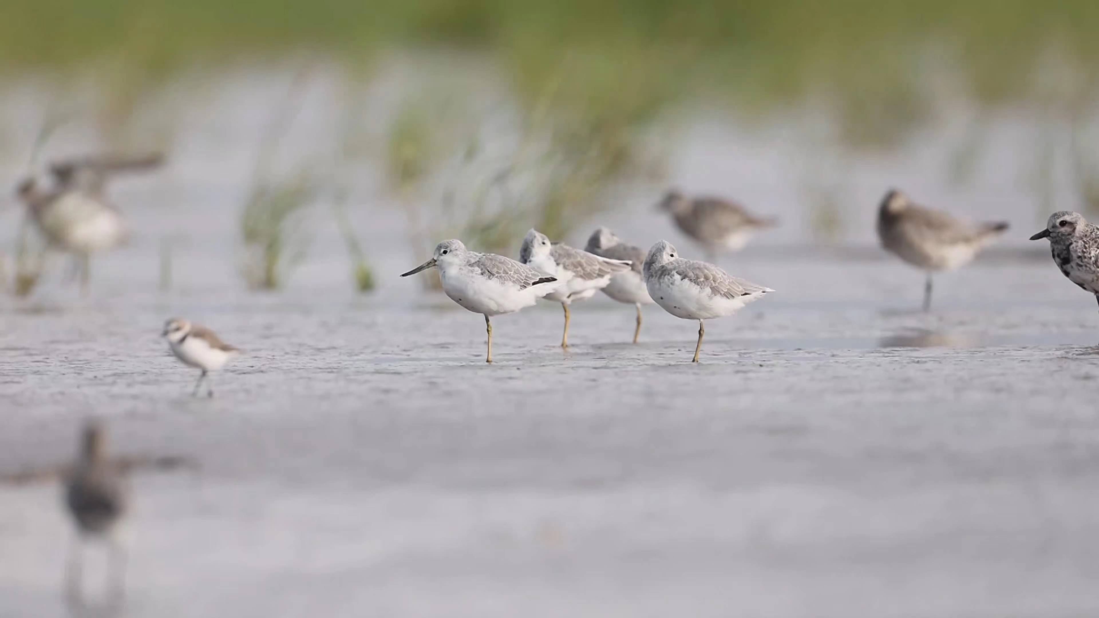 江苏盐城东台：条子泥吸引大批珍稀萌宠度夏
