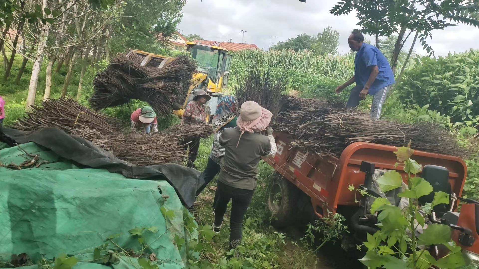 青岛西海岸新区铁山街道持续发力，全域推进人居环境整治