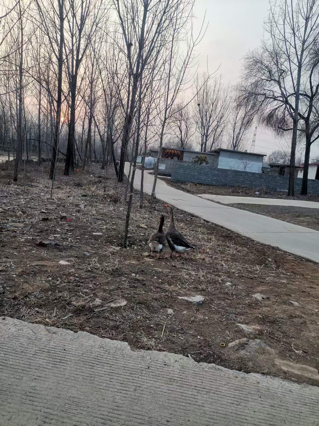 小豆芽生出富民大产业