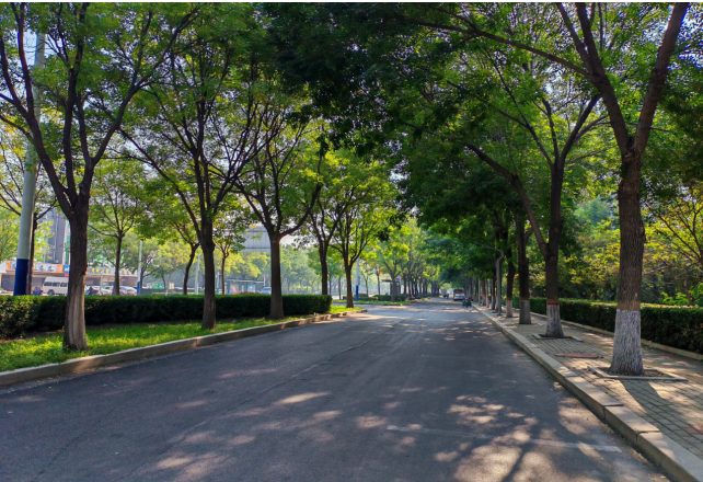 山东德州天衢新区：为民植绿，走出平原地区“金山银山”路径