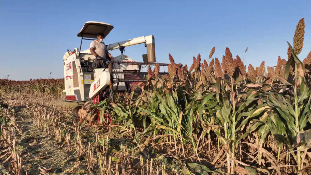 田间地头忙，处处好“丰”景——青岛西海岸新区大村镇多举措保障秋收秋种