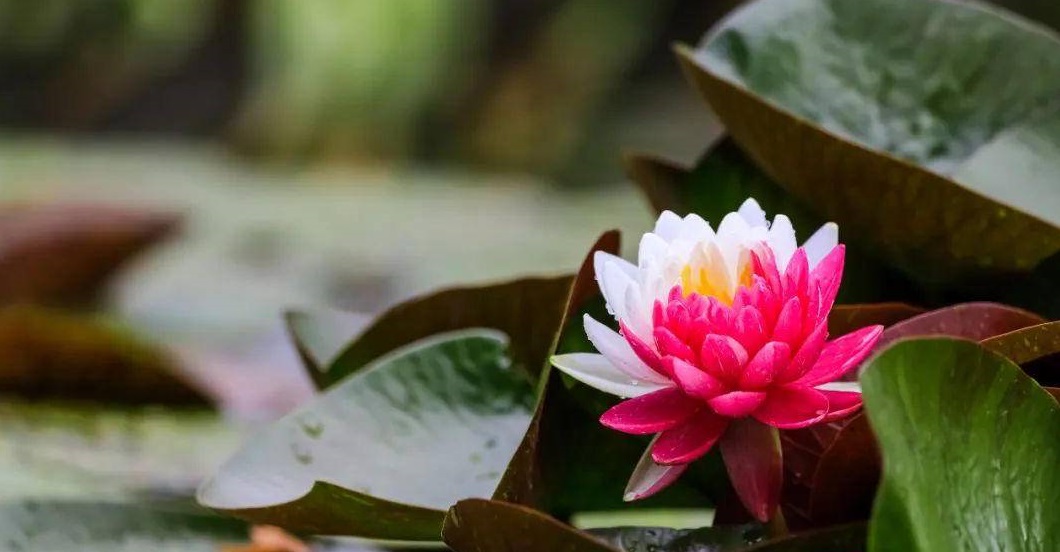 “公益电影+学习强国” 让新时代文明实践入脑入心