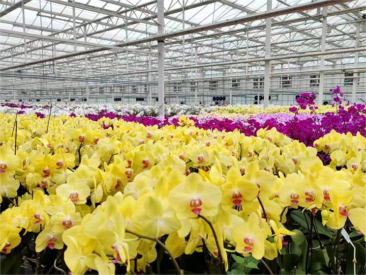 山东兰陵新格林：全球规模最大的红掌鲜切花生产基地