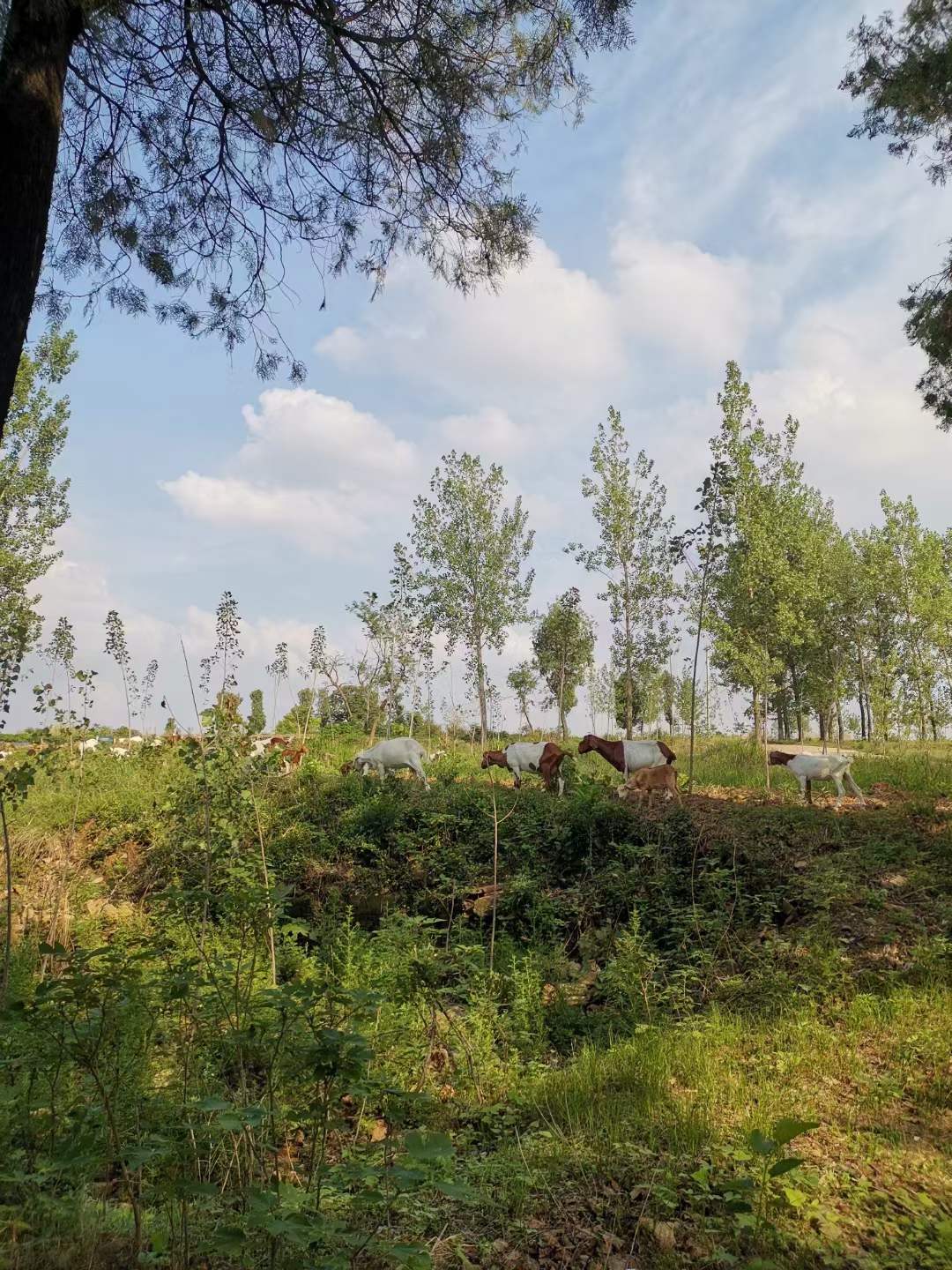 兰陵县向城镇：绿色种养循环促生态经济发展