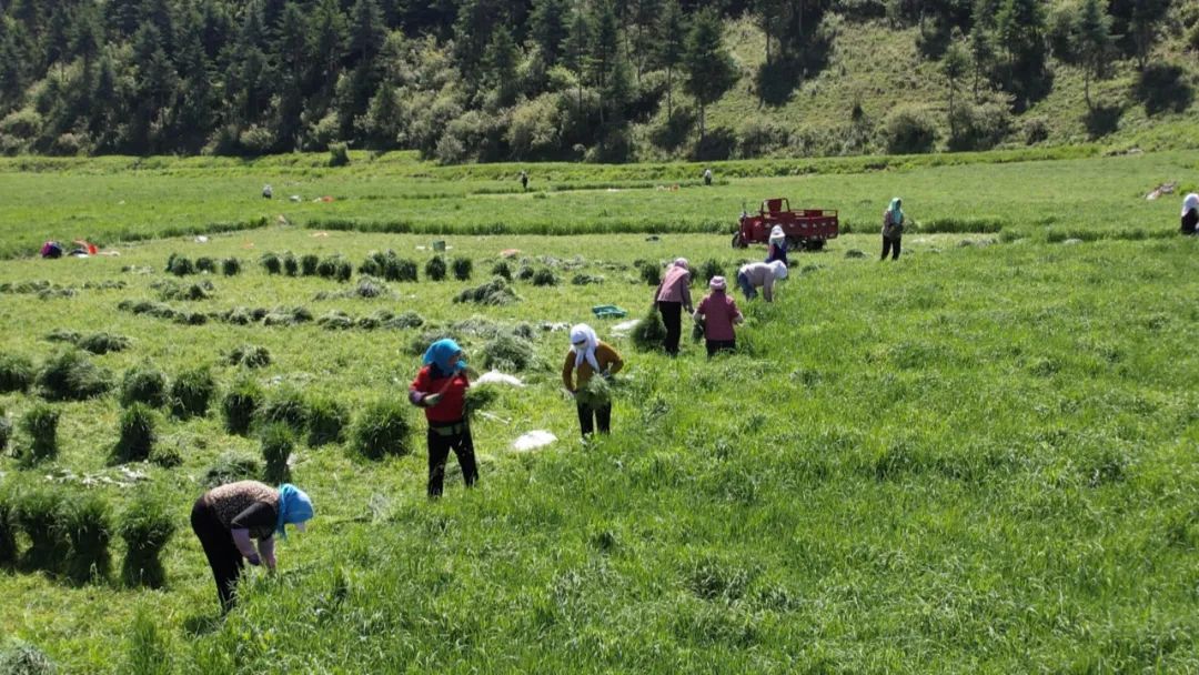 走向世界的甘肃岷县猫尾草  党建引领发展农业新质生产力