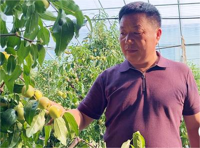 山东兰陵：冬枣夏收 致富路上“枣”先一步