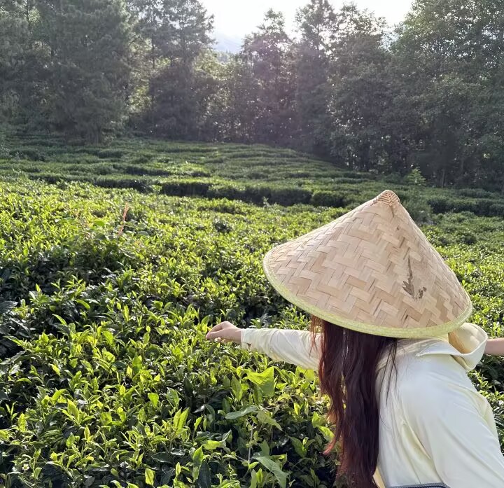 传承千年茶韵，守护非遗瑰宝