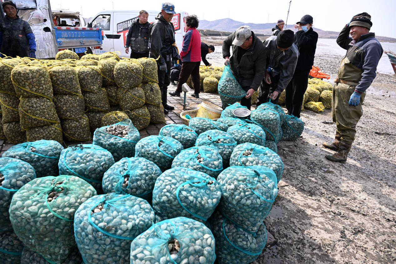 山东即墨：蛤蜊春收助农增收