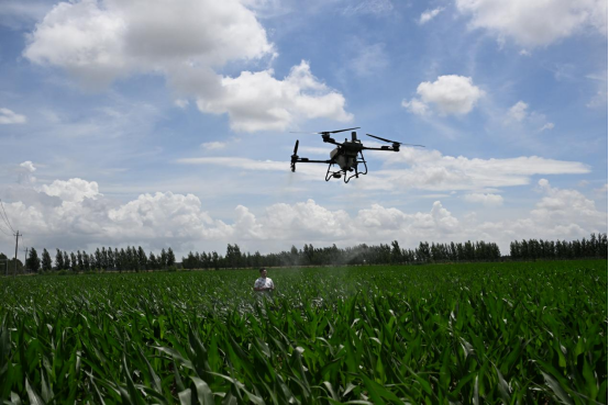 山东即墨：大暑时节 高温忙农事