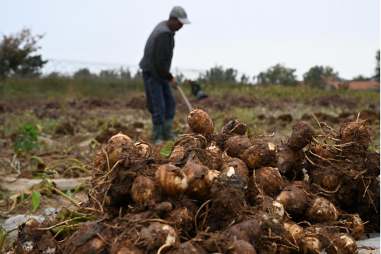 山东即墨：科技特派员到地头 科技助力“芋”来“芋”好