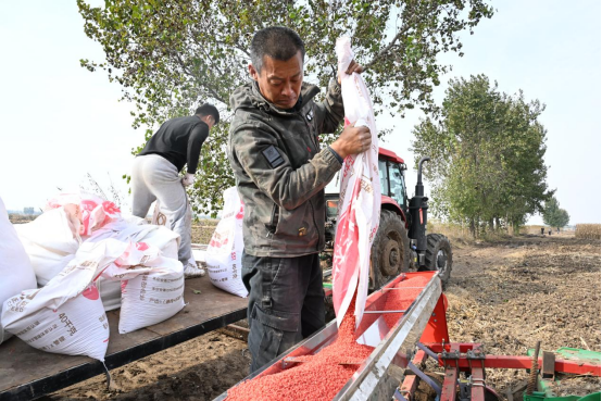 山东即墨：立冬近 农事忙